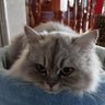 Zero profil fotoğrafı