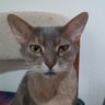 Tehudi profil fotoğrafı