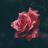 Profilbild von Goldenrose