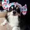 チワワの小鉄くん 的头像