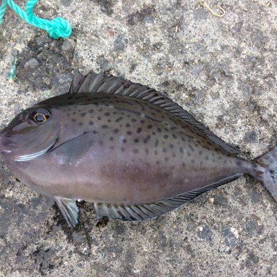 TsurenuTsurishi's profile picture