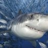 Фото профиля Bruce Shark
