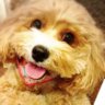 レイ's profile picture