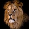 Profilbild von El Lion 🦁