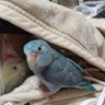 幸(こう)ちゃん profil fotoğrafı