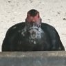 イーバモラ's profile picture