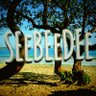 Фото профиля SEeBEeDEe 🌱🎶
