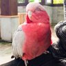 ゆず猫cv甘ちょこ🐬 的头像