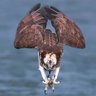 Eilikrinis's profile picture
