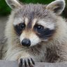 Profilbild von Mapache anarquista