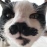 Profilbild von 邏梛《らな》