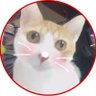 あず🐈🦭🎈歯列矯正リテーナー戦士's profile picture