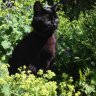 Cats Pajamas 🌿 profil fotoğrafı