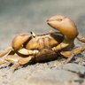 Profilbild von ThaDabCrab
