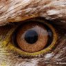 Vista de Aguila 🇻🇪🇪🇸💚's profile picture