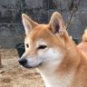 Profilbild von 春