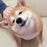 Profilbild von しばいぬ