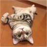 実は犬派's profile picture