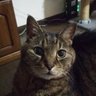 Profilbild von ピンクの猫_momonyan