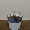 Фото профиля よしむね