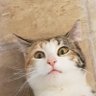 Profilbild von badateverything427