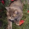 Animeniac Simey's profile picture