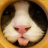 12月のねこ profil fotoğrafı