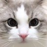 kinokuniyabun profil fotoğrafı