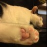 いのちゃん🐈 的头像
