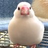 Profilbild von 七つ葉