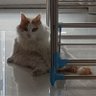 チイツ profil fotoğrafı