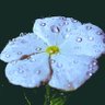 نورةالعبدالرحمن🌷 profil fotoğrafı
