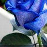 mia's profile picture