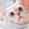 Momoko ☄. *. ⋆(ꈍᴗꈍ)⋆·˚༘ *🕊||| profil fotoğrafı