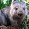 Profilbild von DikranMarsupial
