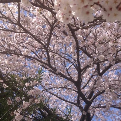 コヨミミ's profile picture
