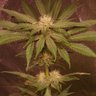 Фото профиля Chillaxgrow420