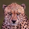 Profilbild von Bo_msh3al