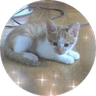 ふぁさーど♪'s profile picture