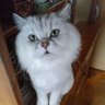 Фото профиля 白猫のゆう