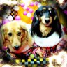 ぷーちゃん's profile picture