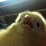 千ちとせ's profile picture