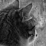 Фото профиля Angela Holliday 🐱💙 💛 🇺🇦 🌻
