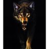 blackwolf3000000@hotmail.com profil fotoğrafı