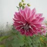 Фото профиля Aurora