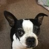 Joey profil fotoğrafı