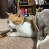 ノラミー 的头像