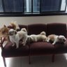 bobbie&friends profil fotoğrafı