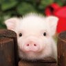 ピーちゃん's profile picture
