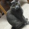 けら profil fotoğrafı